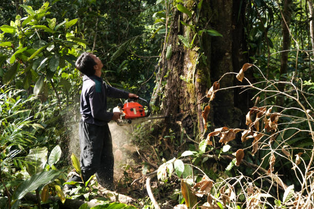 How Our Tree Care Process Works  in  Maple Valley, WA